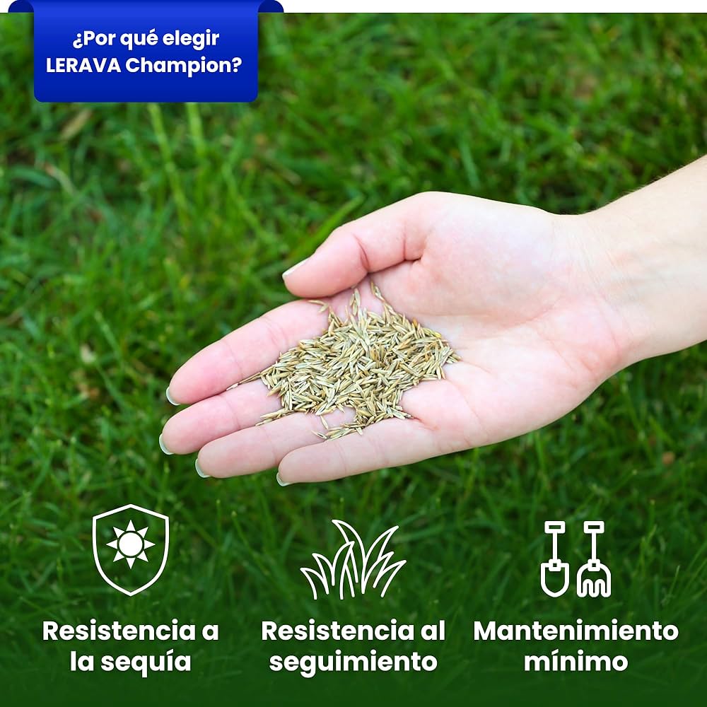 🌱 Semillas de Césped Enano Perenne 🌱(Bolsa 500 GR)